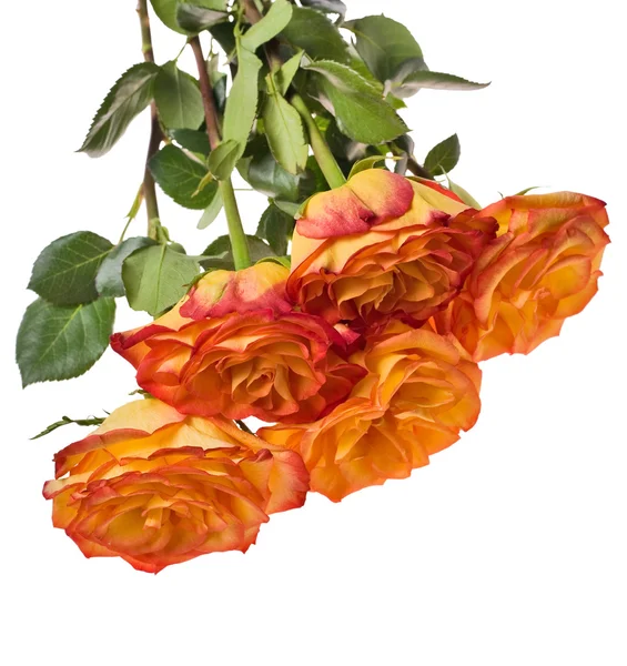 五个孤立橙色玫瑰花束 — 图库照片