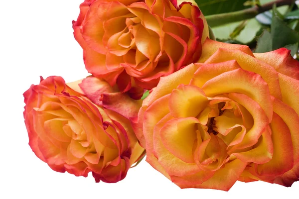 Három narancssárga rózsák makró — Stock Fotó