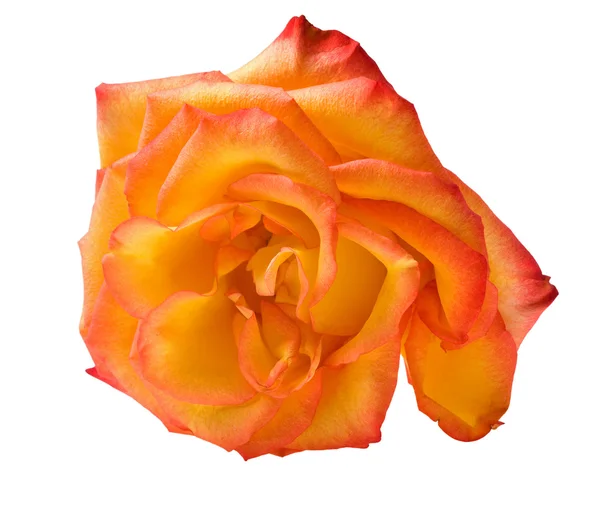 Rosa arancio isolata singola — Foto Stock