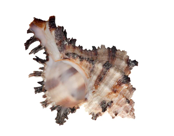 Geïsoleerde schelpdieren met bruin strips — Stockfoto