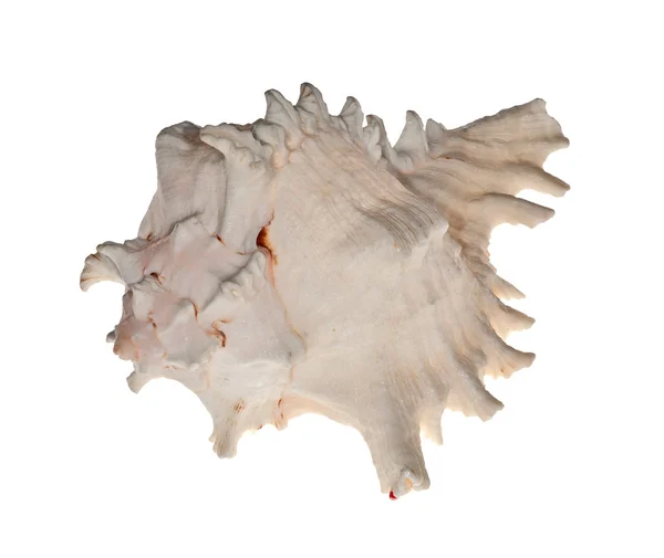 Işık gri kabuklu deniz ürünleri üzerine beyaz izole — Stok fotoğraf