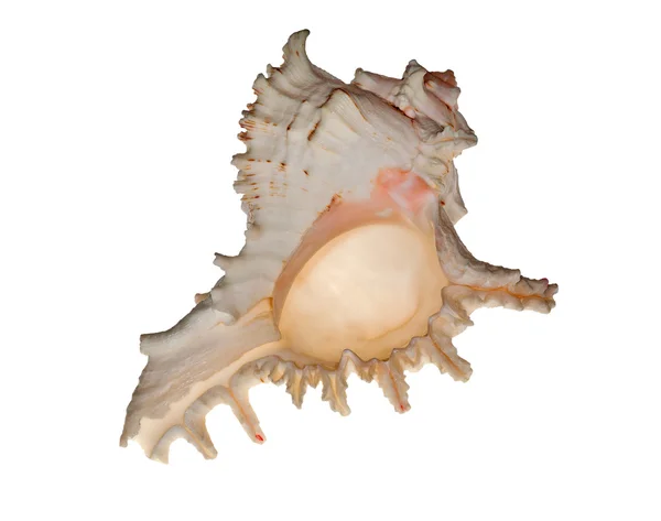 Geïsoleerde licht roze schelpdieren — Stockfoto