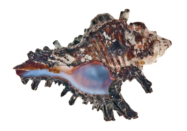 Scuro isolato su molluschi bianchi — Foto Stock