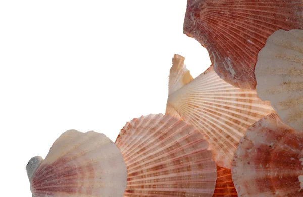 Изолированный уголок моллюсков — стоковое фото