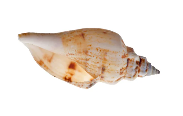 Ljus brun skaldjur på vit — Stock fotografie