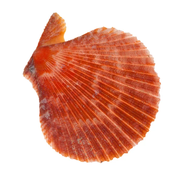Mollusques plats orange sur blanc — Photo