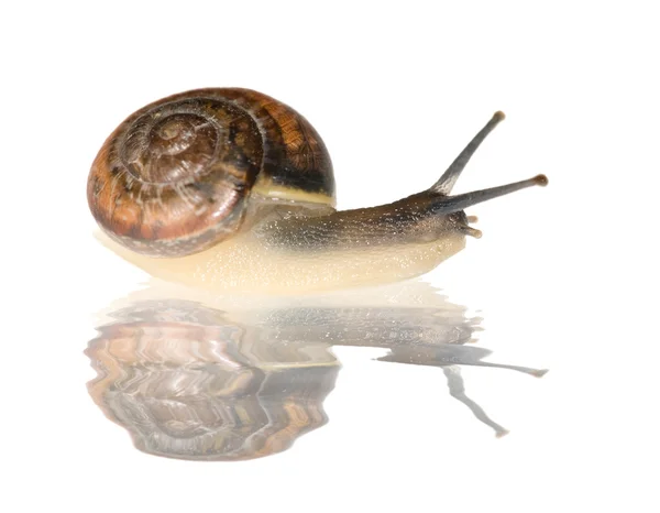 Brown snail with reflection — Stock Photo, Image