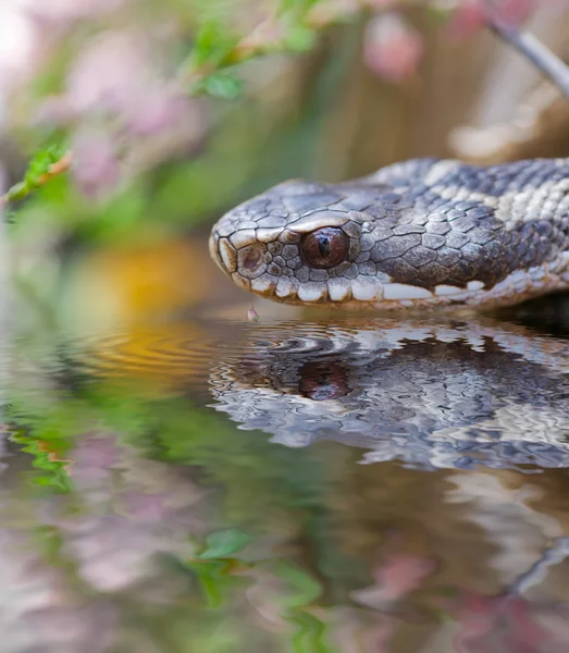 stock image Viper watering place