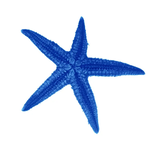 Stella marina blu isolata su bianco — Foto Stock