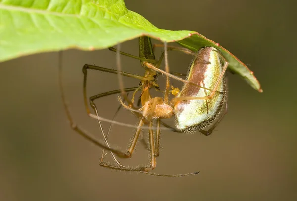 Acoplamento aranhas macro — Fotografia de Stock
