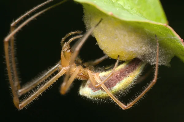 Αράχνη, Φωτογραφία φωλιά — Φωτογραφία Αρχείου