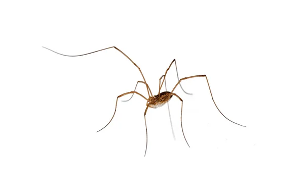 Aranha isolada com pernas longas — Fotografia de Stock