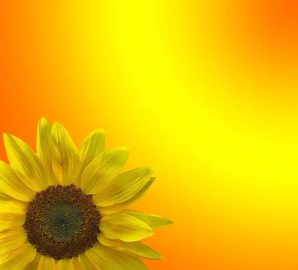 Single sunflower on bright background — Stock Photo, Image