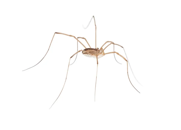 Makro dlouhé nohy Spider — Stock fotografie
