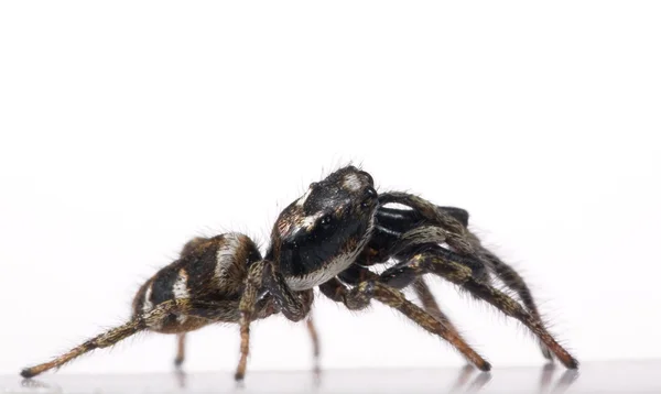 Petite araignée noire et blanche — Photo