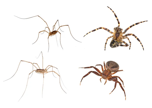 Vier spinnen geïsoleerd op wit — Stockfoto