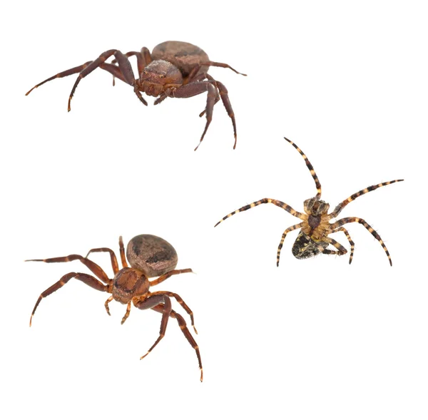 Izole üç örümcekler — Stok fotoğraf