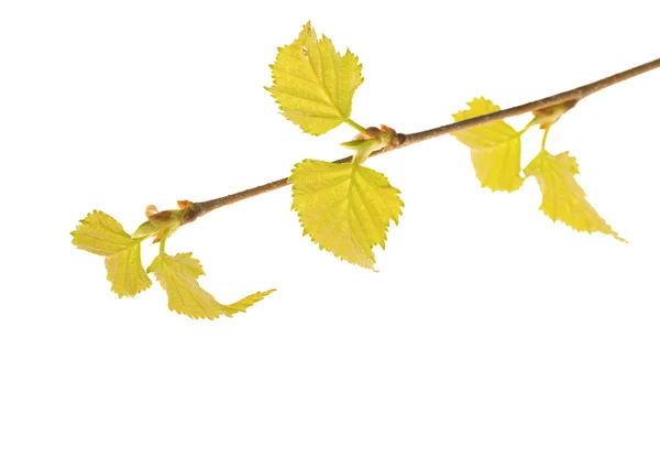 Spring birch branch on white — Stock Photo, Image