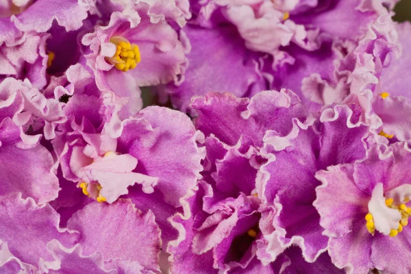 Pink violet flowers background — Stock Photo, Image