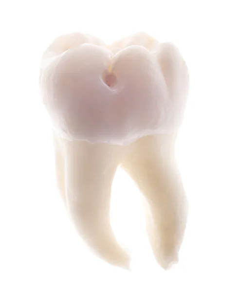 Single tooth isolated on white — Stock Photo, Image