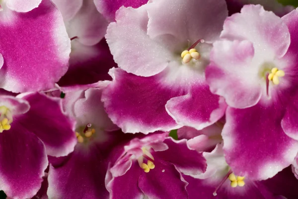 Rosa e branco flores violeta fundo — Fotografia de Stock