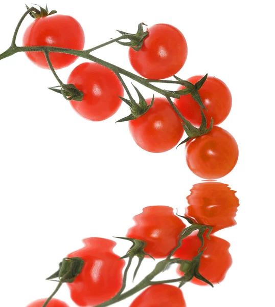 Ramo de tomate com reflexão — Fotografia de Stock