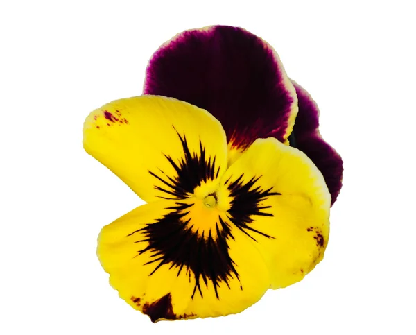 Темно-фиолетовый и желтый панси на белом — стоковое фото