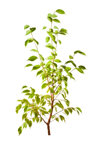 Izole küçük yeşil ağaç — Stok fotoğraf