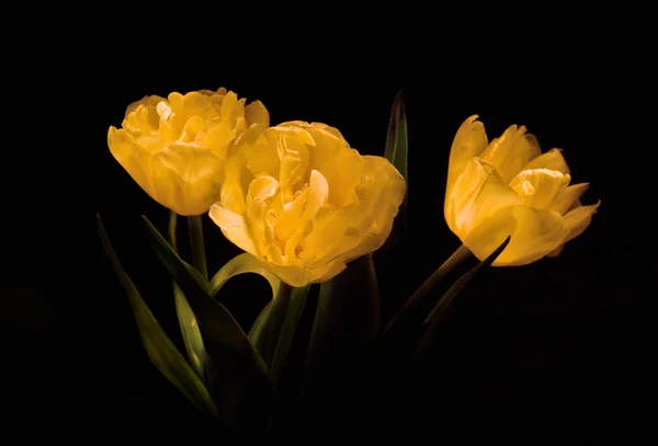 Tre gula tulpaner i mörkret — Stockfoto