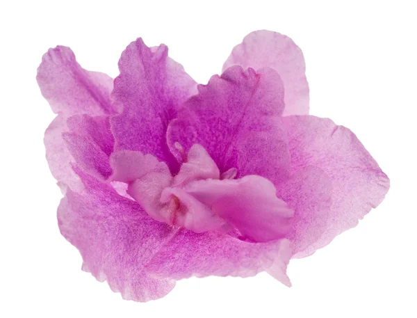 Macro de flor violeta lilás em branco — Fotografia de Stock