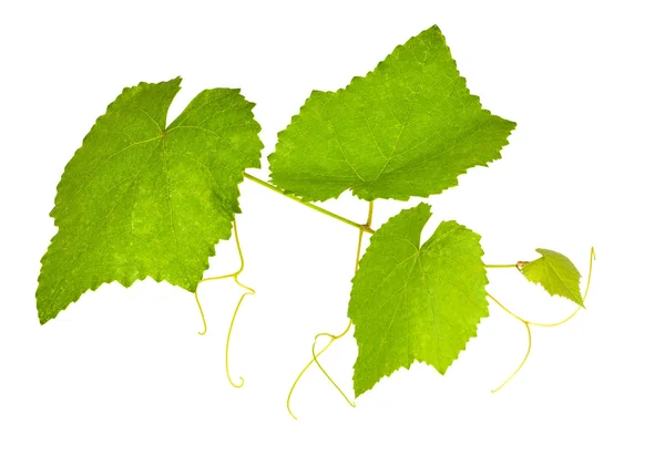 Зеленая виноградная листва на белом — стоковое фото