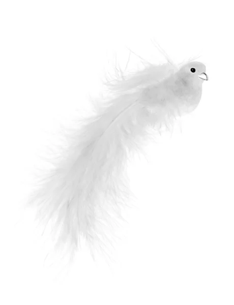 Γκρίζο πουλί που απομονώνονται σε λευκό — Φωτογραφία Αρχείου