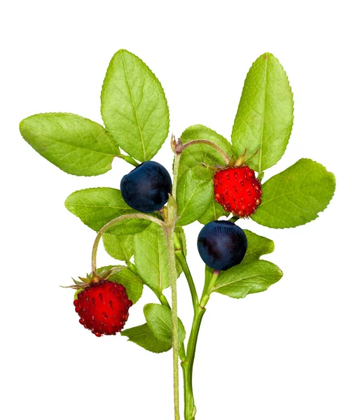 孤立的野草莓和蓝莓 — 图库照片