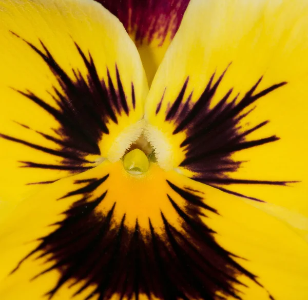 黄色和深蓝色三色紫罗兰中心 — 图库照片