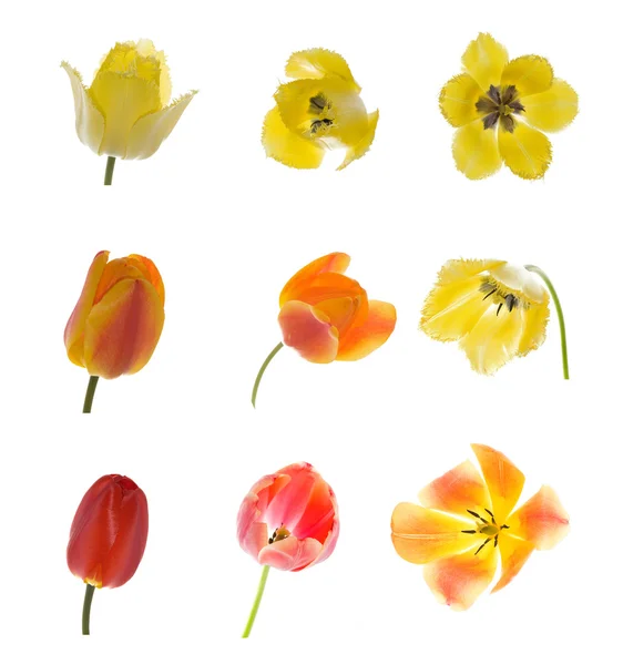 Colección de tulipanes amarillos y rojos — Foto de Stock