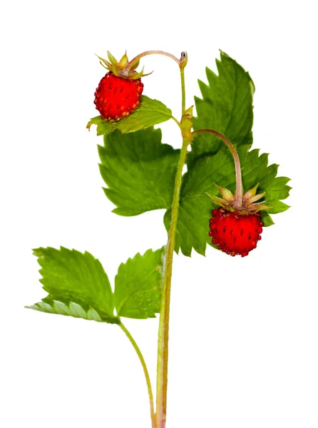 Wild strawberry with green leaves — Stock Photo, Image