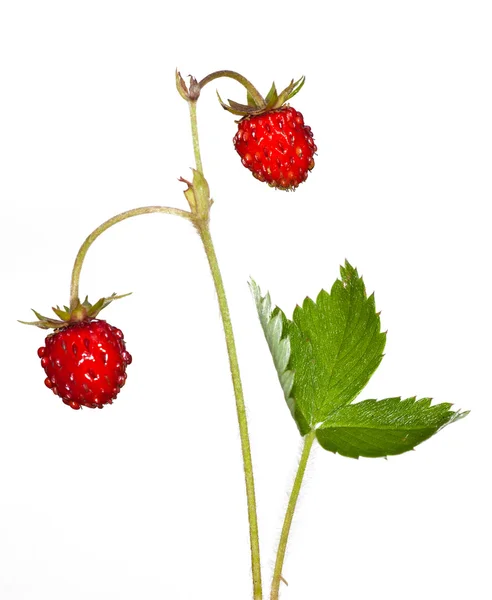 两个红色的野草莓 — 图库照片