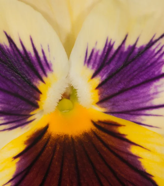 Yellow and purple pansy center — Stock Photo, Image
