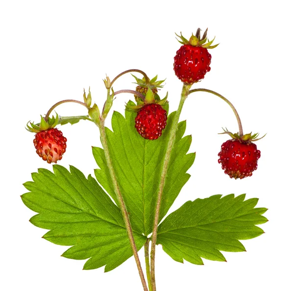 四个野草莓 — 图库照片