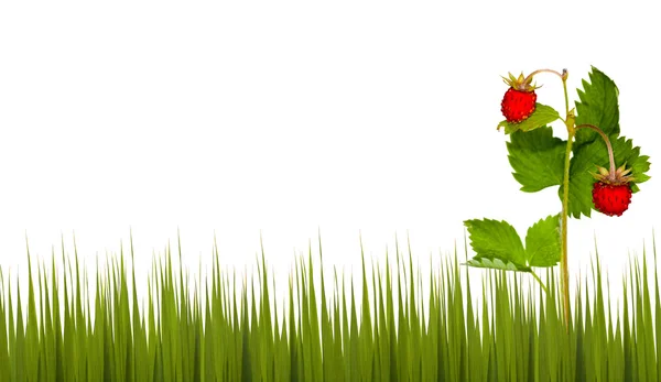 Клубника в зеленой траве — стоковое фото