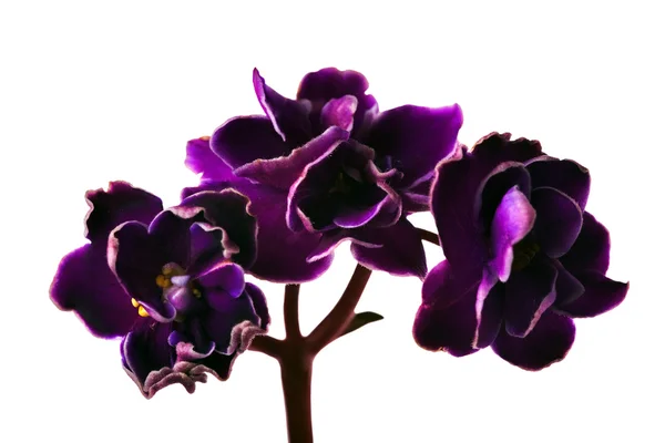 Three dark violets branch — Stock Photo, Image