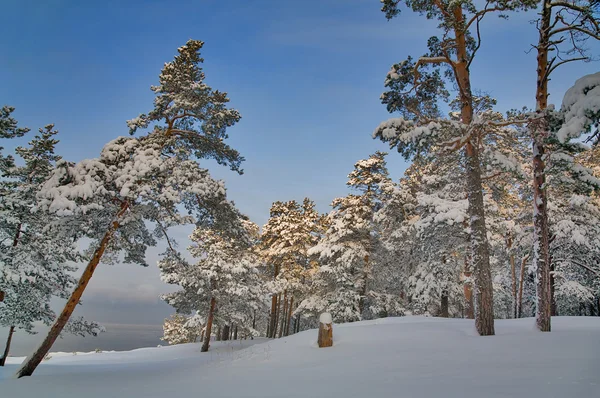 Winter dennenbos onder de blauwe hemel — Stockfoto
