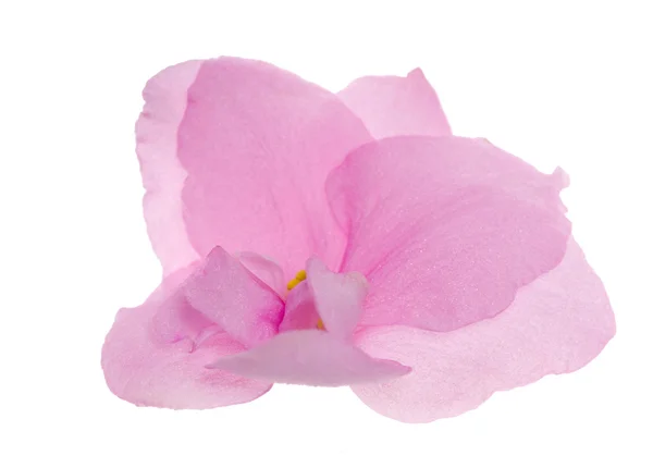 白い光のピンクのバイオレットの分離 — ストック写真