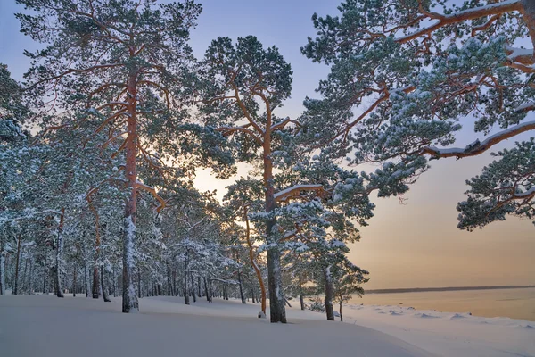 Zimní borovicový les ve sněhu — Stock fotografie