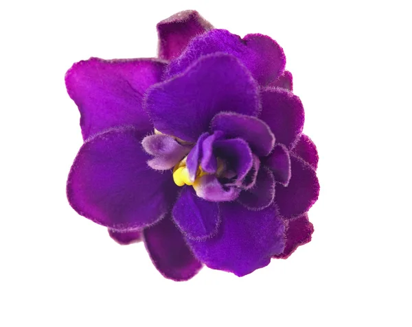 Enda mörk violett blomma på vit — Stockfoto