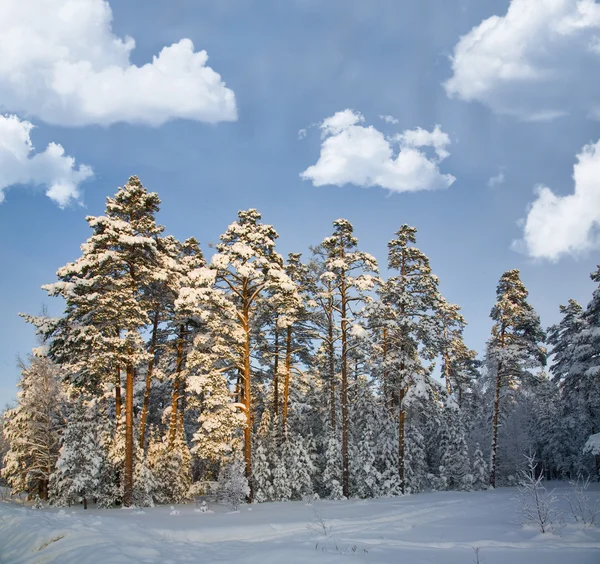 Floresta de pinheiros de inverno sob nuvens brancas — Fotografia de Stock