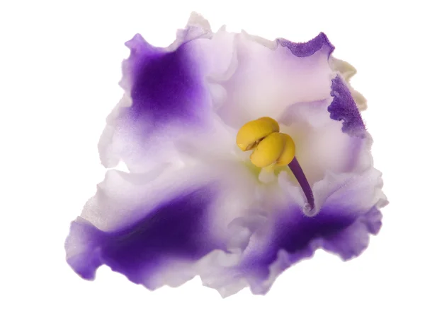 Singola viola bianca e blu — Foto Stock