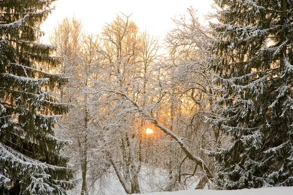 Západ slunce mezi sníh jedlí — Stock fotografie