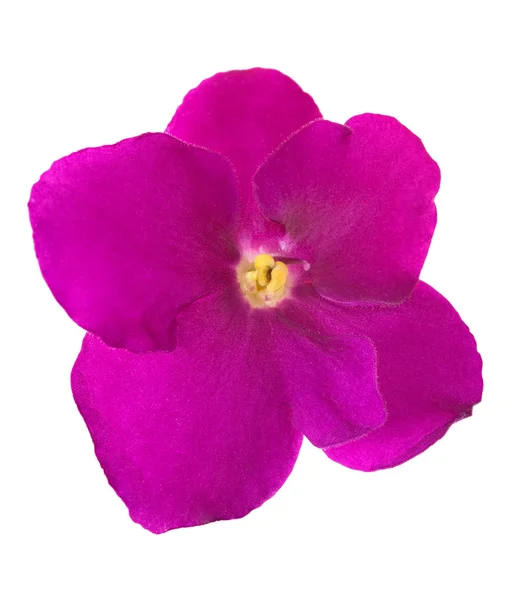 Violeta aislada rosa simple — Foto de Stock