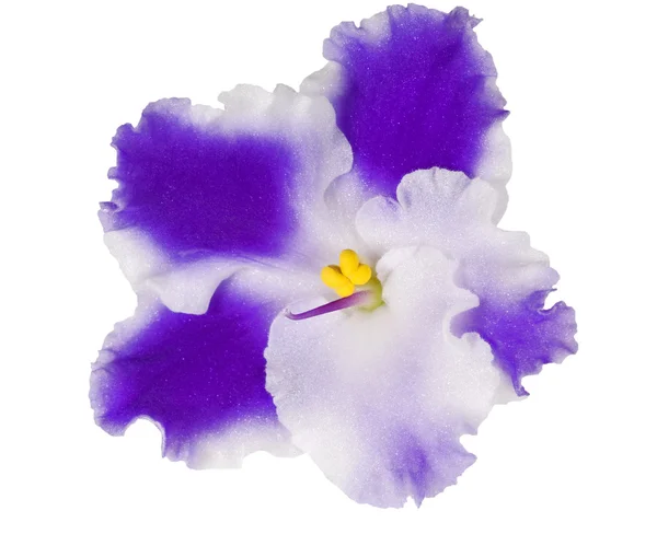 Violet with blue and white petals — Stock Photo, Image
